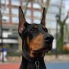 crowthedoberman