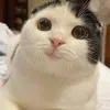 Cat Daily 💞