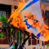 israel_pig_0