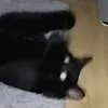 _.sardynka.._