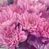rose69818