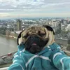 000tema000
