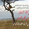 aboahmed_74