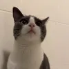lillybillysilly.0