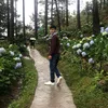 dauque221197