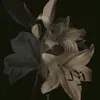 magnet_cool