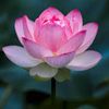 ads4lotus