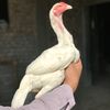 altafbacha98