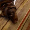 jude_922