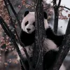 dr.panda97