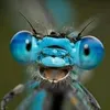 dragon.fly14