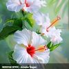 chameli.khanom