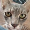 niyaz_pelik