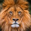 ibrahim.sidhu