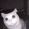 Kennt