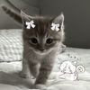 dfw_rich6