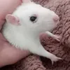 siuuu0219