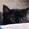 gatinetos