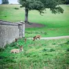 walkwithtigs