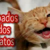 babados.dos.gatos