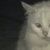 yuuh_jzl