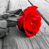 yaser44_770
