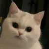 vm_1546