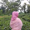 tasfi598