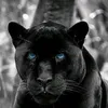 panterblacky66