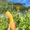 kimthutan5