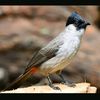 manuk_ndeso11