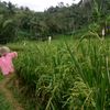 bagundalkecil1