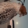3bmuae