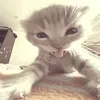 liwvql