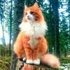 Tu gato curioso