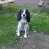pippa_100