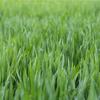 touch_grass_1_2_3