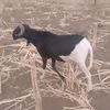 Djime sylla Gory 20