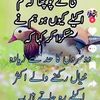 muhammadazeem3985