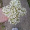eemilia72