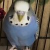 birb111111