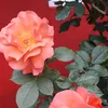lale_roza