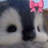 coquett_31
