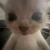aleeya_sigma_