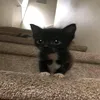 usertaims1