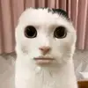 qyym_7