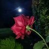 hooraib.raza