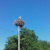 viycheslav88