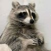 raccoons_end