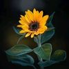 ali.hijazi526